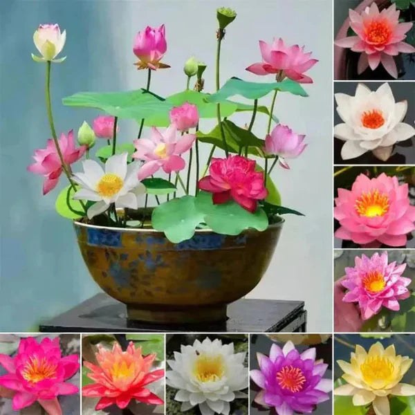 Bonsai Lotus Flower Seeds