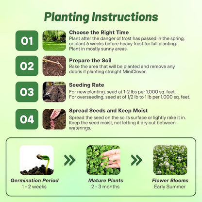 Perennial White Miniclover Seed - 1 Lb. Dwarf, Small-Leaved, Drought & Wear-Tolerant Micro Clover Seeds for Lawn, Ideal Low-Maintenance & Easy to Grow Ground Cover Seeds for Home Yard