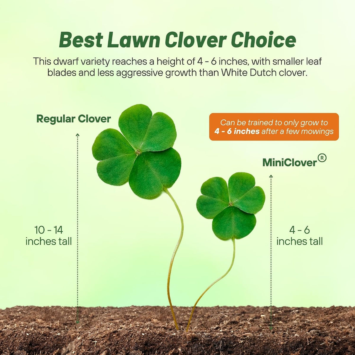 Perennial White Miniclover Seed - 1 Lb. Dwarf, Small-Leaved, Drought & Wear-Tolerant Micro Clover Seeds for Lawn, Ideal Low-Maintenance & Easy to Grow Ground Cover Seeds for Home Yard