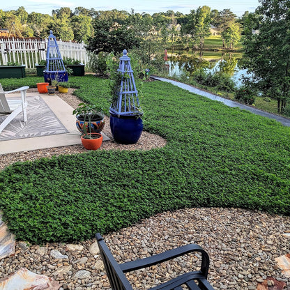 Perennial White Miniclover Seed - 1 Lb. Dwarf, Small-Leaved, Drought & Wear-Tolerant Micro Clover Seeds for Lawn, Ideal Low-Maintenance & Easy to Grow Ground Cover Seeds for Home Yard