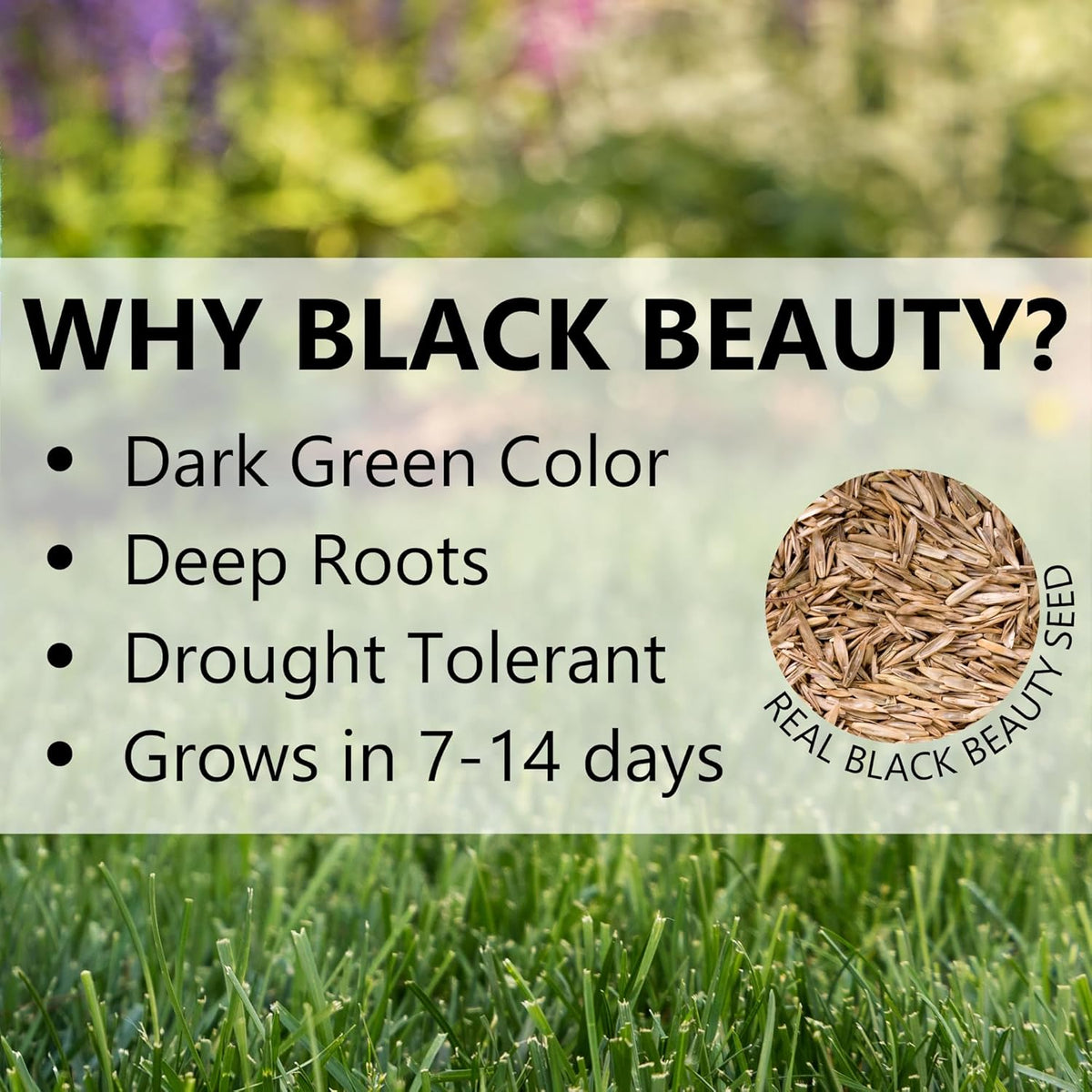 Black Beauty Ultra Grass Seed - 7 Lb